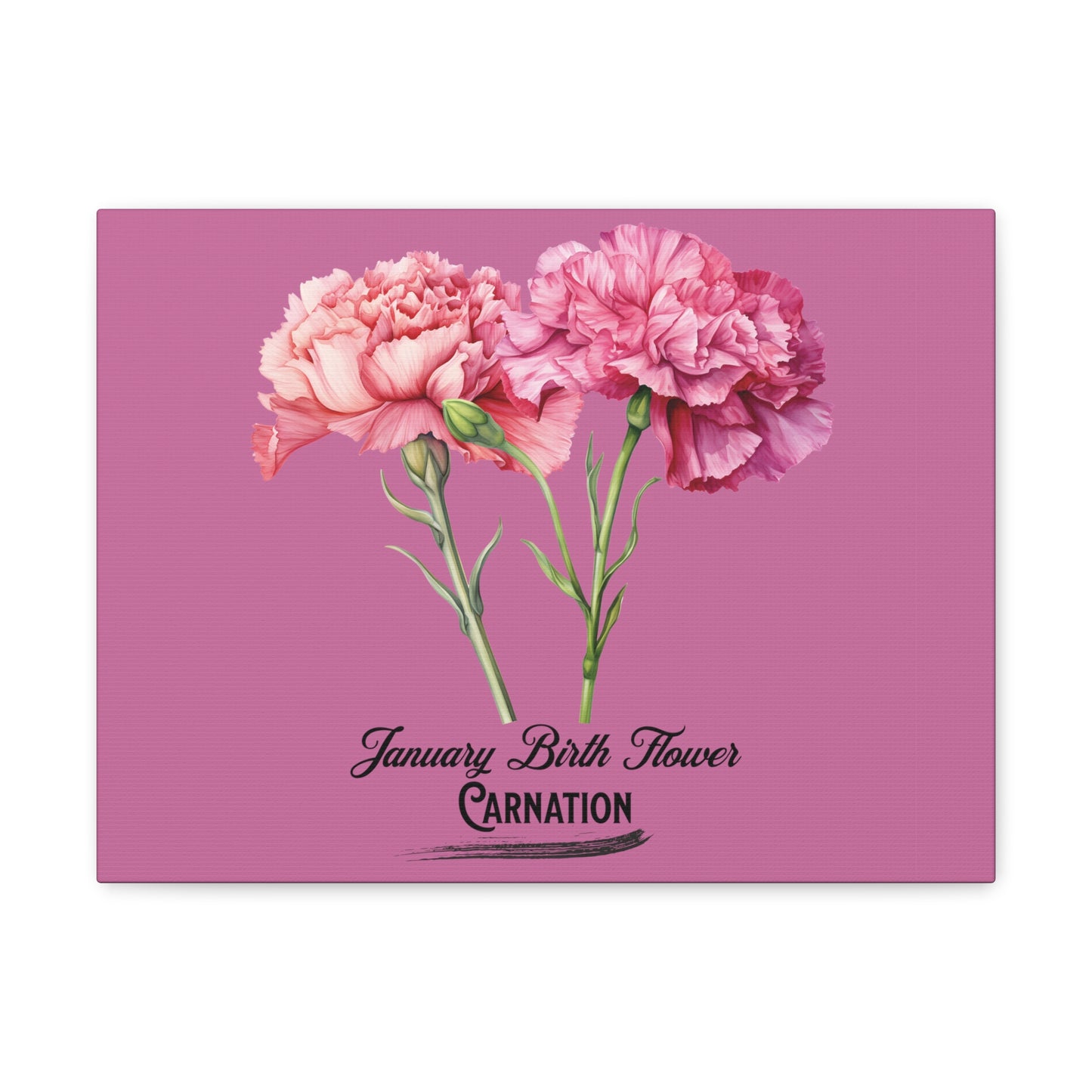 January Birth Flower (Carnation): Canvas Gallery Wraps