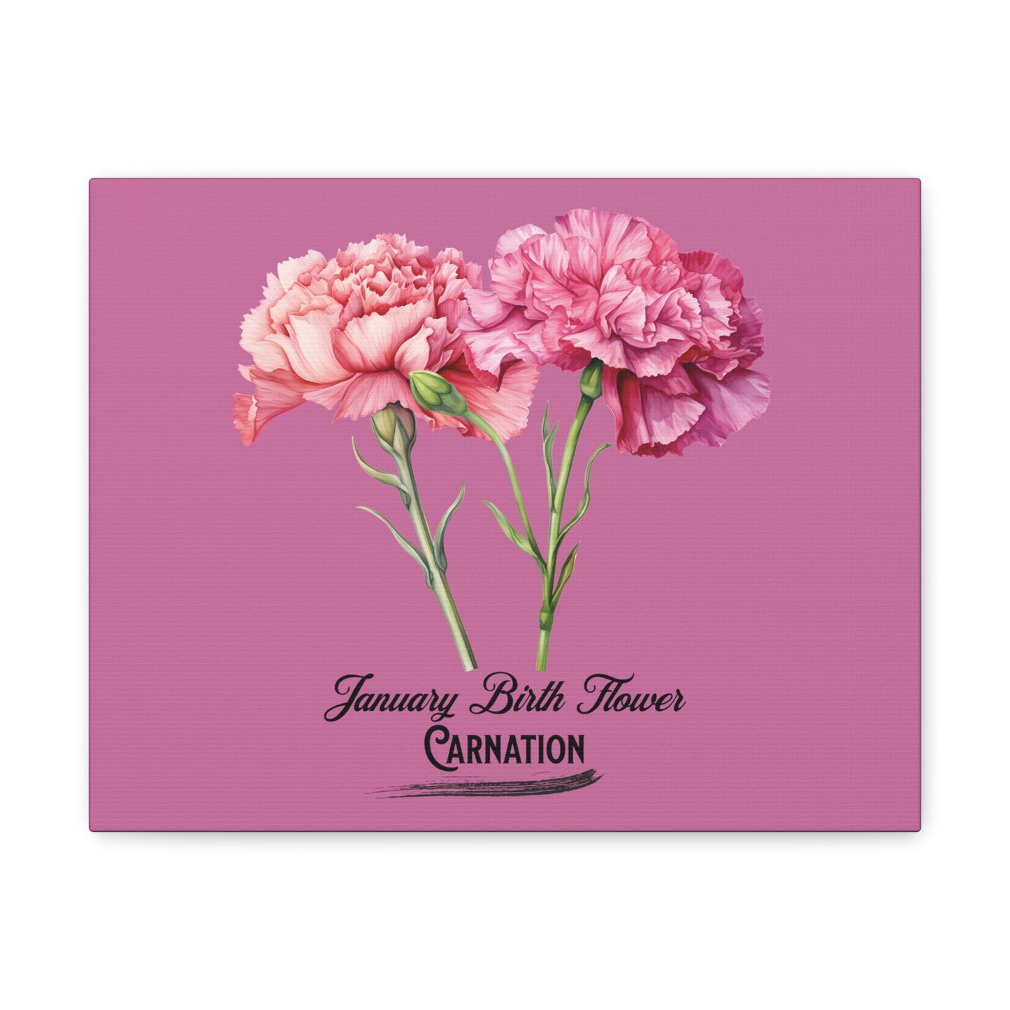 January Birth Flower (Carnation): Canvas Gallery Wraps