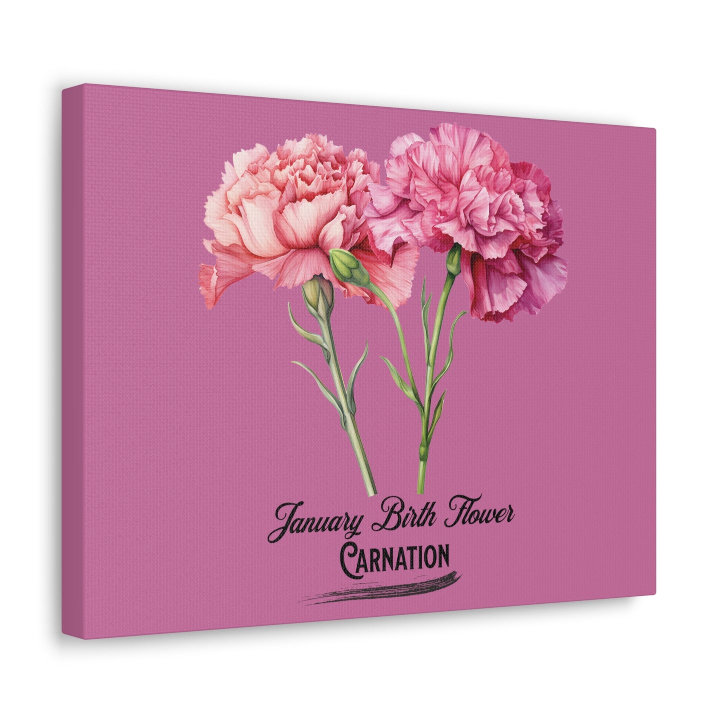 January Birth Flower (Carnation): Canvas Gallery Wraps