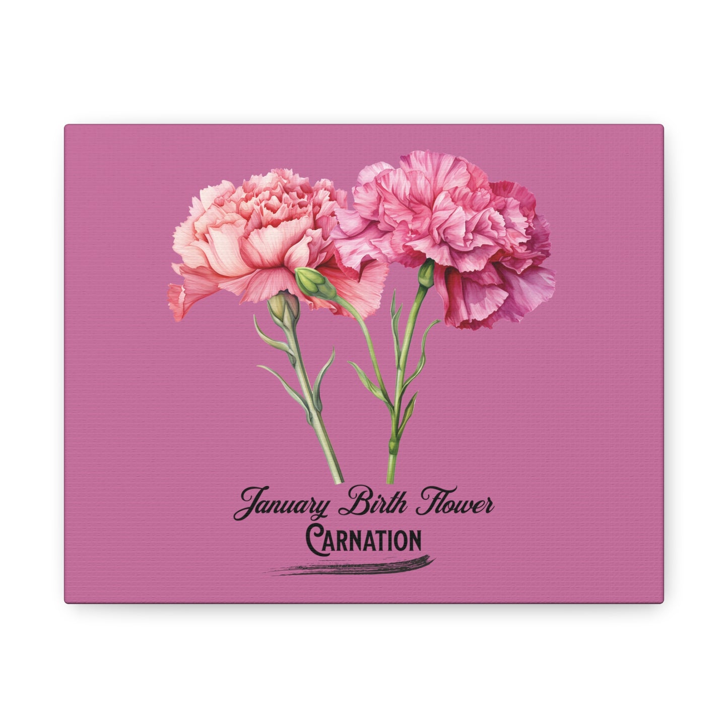 January Birth Flower (Carnation): Canvas Gallery Wraps