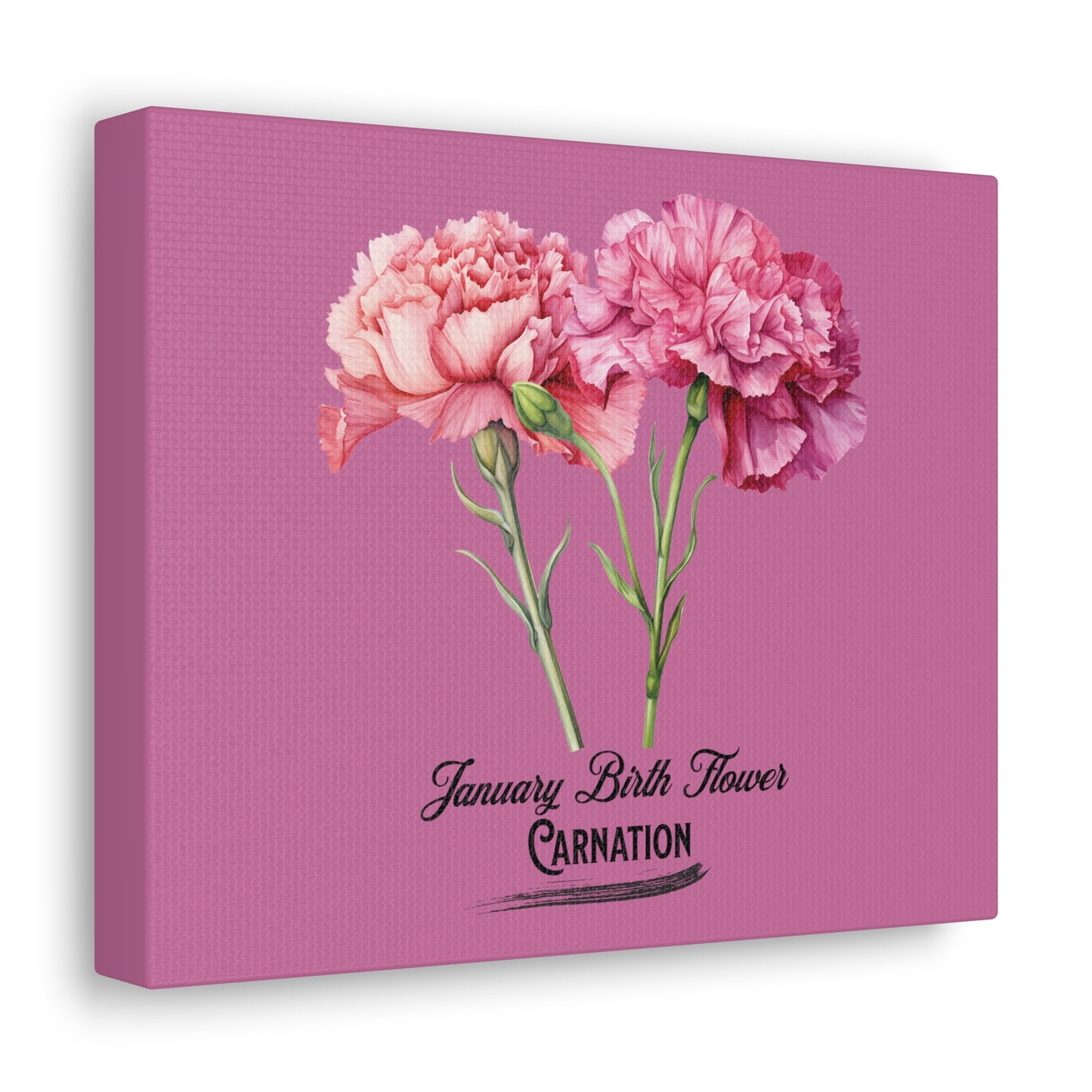 January Birth Flower (Carnation): Canvas Gallery Wraps